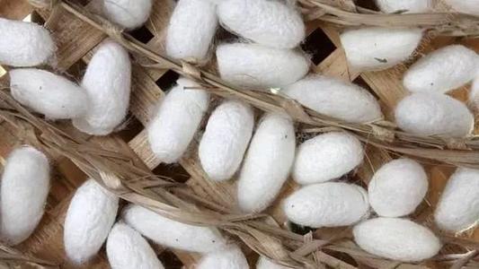 蚕丝被秘密知多少