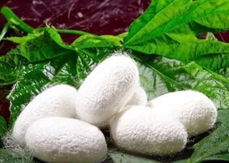 桑蚕的优等茧主要用来做什么?